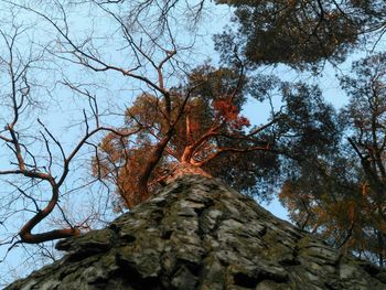 Low angle view of trees in forest during autumn