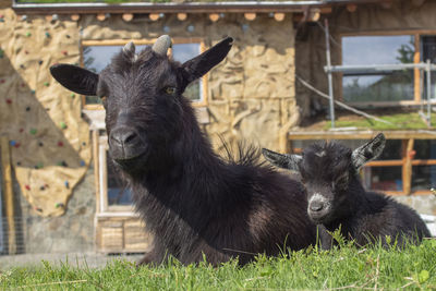 Portrait of a goats mom and her little one close-up 
