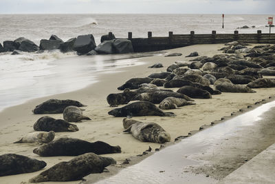 Seal colony chilling on a sandy beach against backdrop of breaking waves and horizon over water 0113