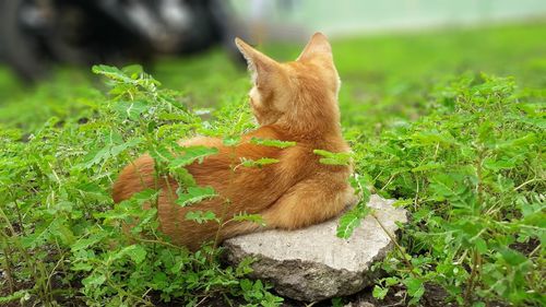 Cat in a field