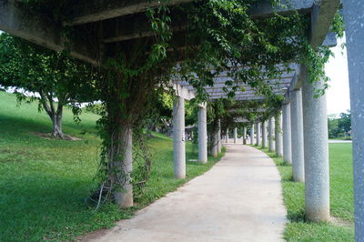 Footpath amidst trees and building