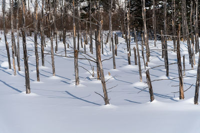 Snow covered land and trees in forest