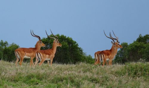 Horses in a field
