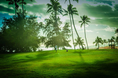 Scenic view of palm trees on field against sky