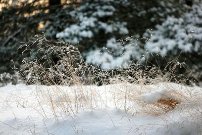 Close-up of plants in field