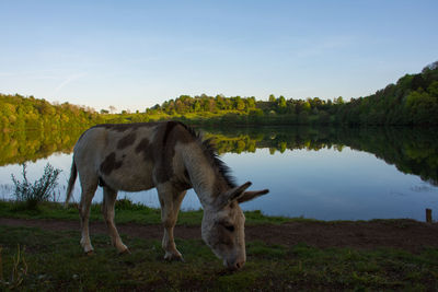 Horse standing on field by lake against sky