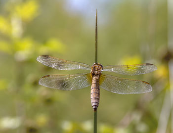 Close-up of dragonfly on leaf