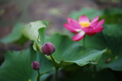 Close-up of pink flowering plant