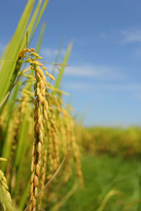 Close-up of wheat growing on field against sky