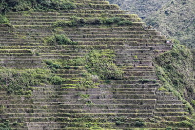 High angle view of plants