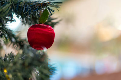 Close-up of christmas decoration hanging on tree