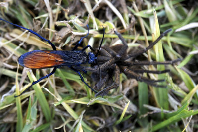 Close-up of insect on plant