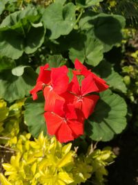 Close-up of red hibiscus blooming outdoors