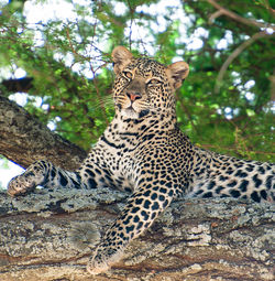 Cat resting on a tree