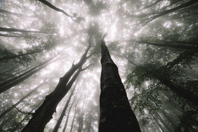 Low angle view of trees in forest against sky