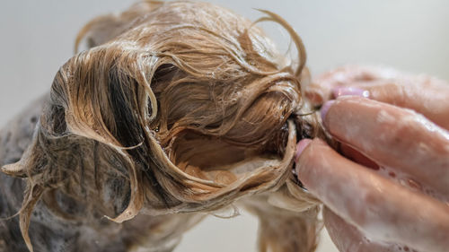 Dog grooming and getting professional service at pet salon by groomer