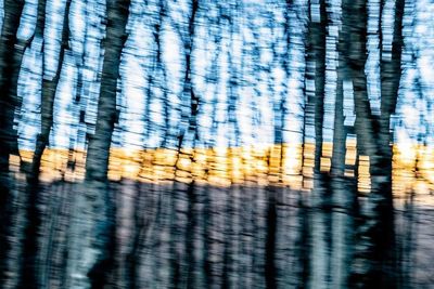 Reflection of trees in lake during sunset