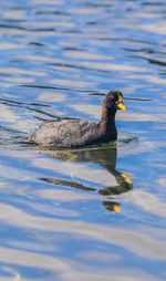 Side view of a duck in lake