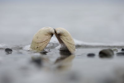 Close-up of bivalve type seashell on beach 