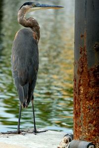 Close-up of bird perching on wood