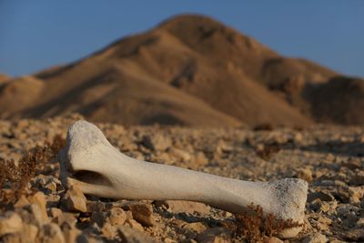 Close-up of animal bone on land