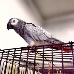 Low angle view of bird perching on tree