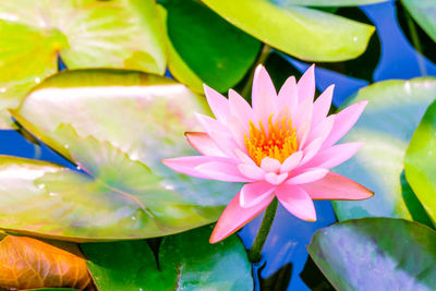 Close-up of lotus water lily in pond