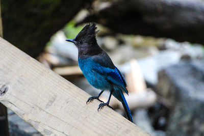 Close-up of bird perching on wood in yosemite national park