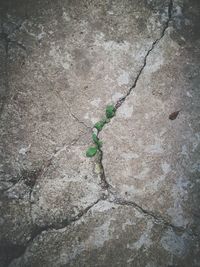 High angle view of plant growing outdoors