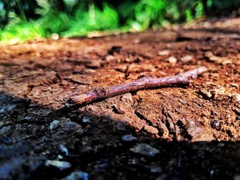 Close-up of lizard on tree trunk