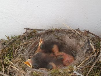 High angle view of animal on wall