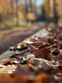 Close-up of fallen maple leaves on land