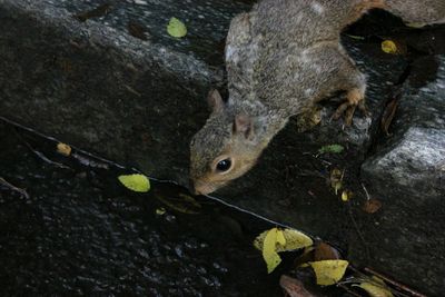 High angle view of a squirrell