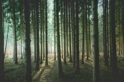 Trees in forest