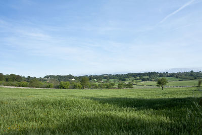 Scenic view of field against sky
