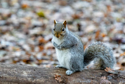 Squirrel sitting on rock