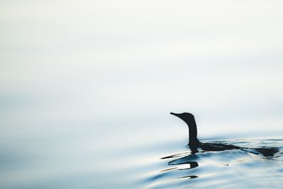 Close-up of duck swimming in sea against sky