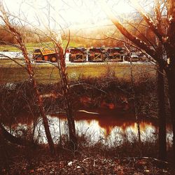 Reflection of trees in water