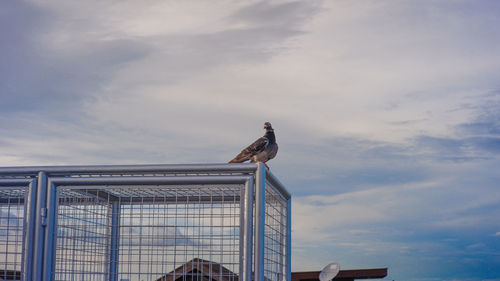 Low angle view of bird perching on metal structure against sky