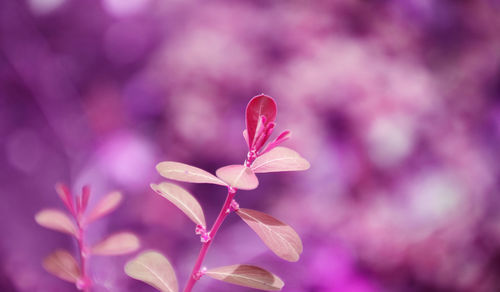 Close-up of pink flowering plant