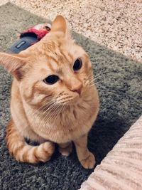 High angle view of cat looking at camera