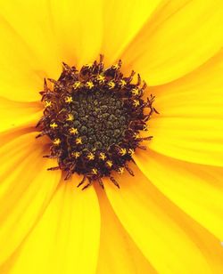 Macro shot of yellow flower