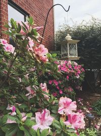 Pink flowering plants in yard