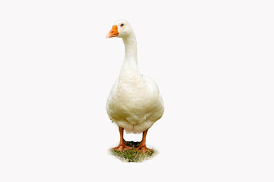 Close-up of a bird over white background