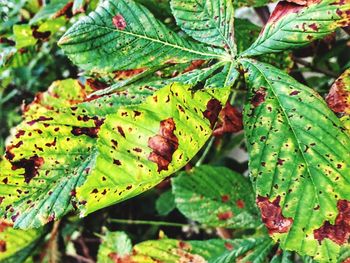 Close-up of green leaves on plant