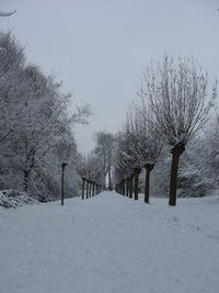 Snow covered trees against clear sky