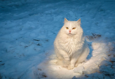 White fluffy cat sits in the evening on the snow in a beam of light.