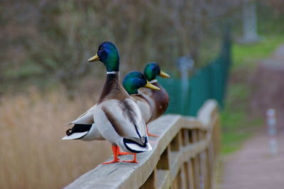 Ducks perching on railing