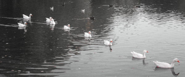 High angle view of ducks swimming in lake