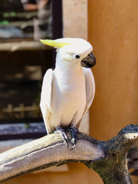 Close-up of parrot perching on branch